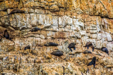 Seal Colony