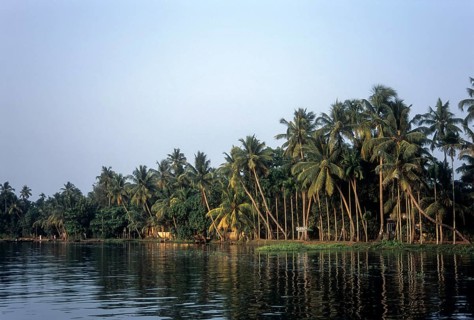 Coconut trees at water's edge