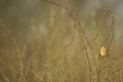 Male yellowhammer