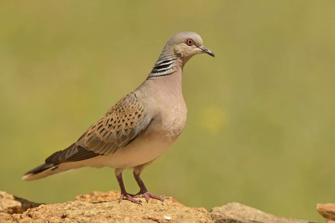 Turtle dove
