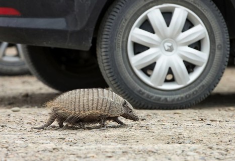 Brown Shaggy Armadillo