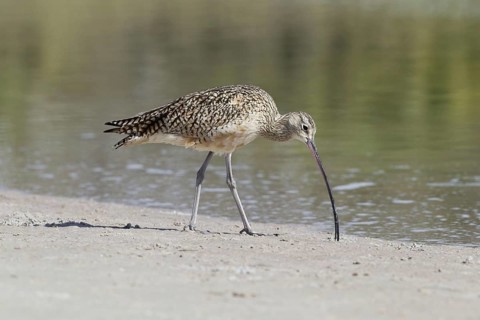 Long-billed Curlew