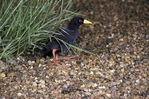Amaurornis flavirostris