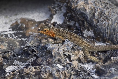Tropidurus albemarlensis