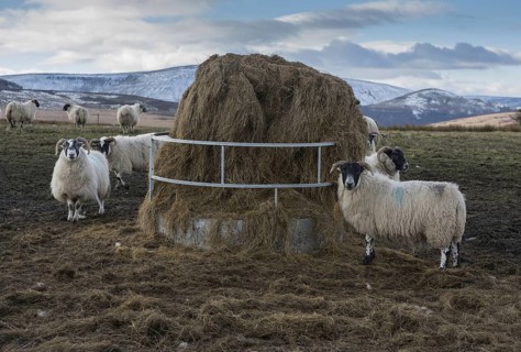 Domestic sheep