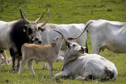 Hungarian grey cattle