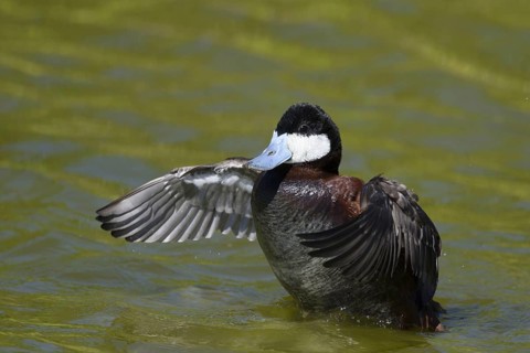Ruddy duck