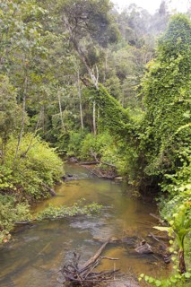 Electricity in the tropical rainforest near Andasibe