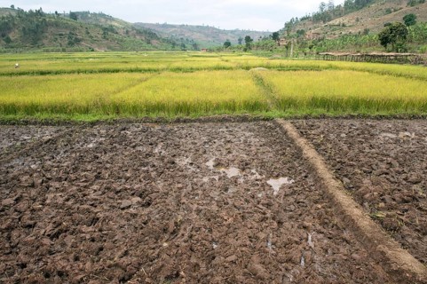 Asian rice