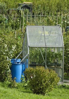 Greenhouse with rainwater butts on allotment