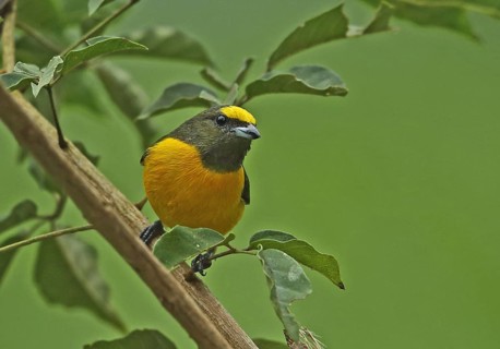 Purple Throat Euphonia