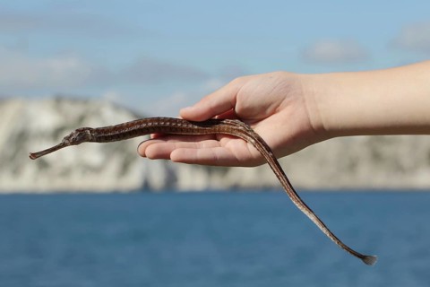 Greater Pipefish