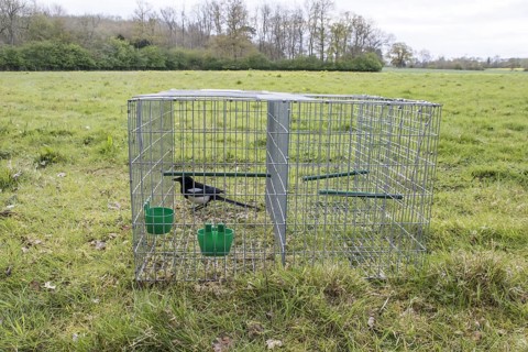 Larsen trap for catching magpies and other Corvidae