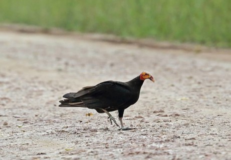 Lesser Yellow-headed Vulture