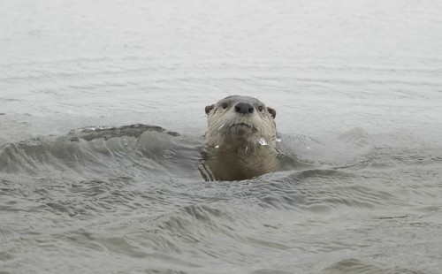 North American River Otter