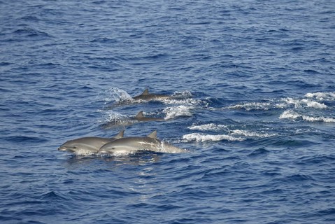 Fraser's Dolphin