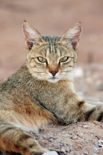 African wildcat