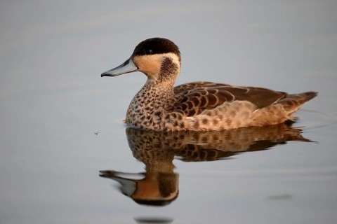 Hottentot teal
