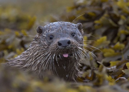 European otter