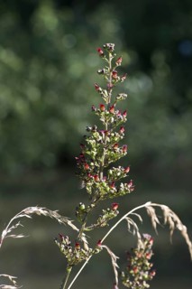 Flowering plant of common figwort