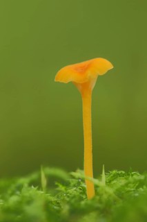 Shiny orange stitchwort