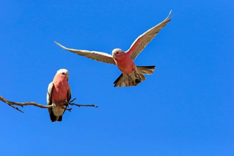 Pink Cockatoo