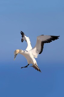 Cape Gannet