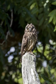 Galapagos Short-eared Owl