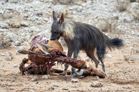 Brown hyena