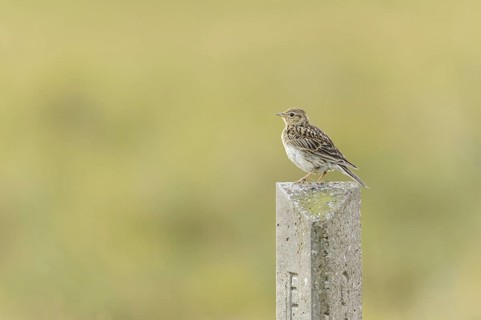 Eurasian Skylark