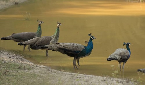 Indian indian peafowl