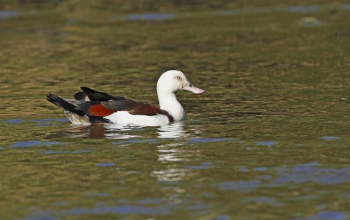 Radjah Shelduck