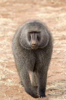 Olive baboon