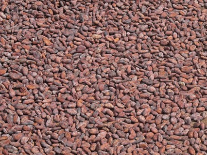 Cocoa tree