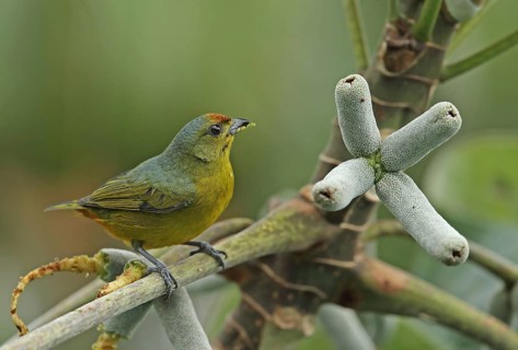 Euphonia
