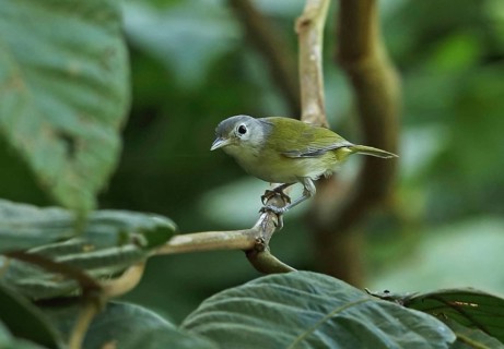 Dwarf vireo
