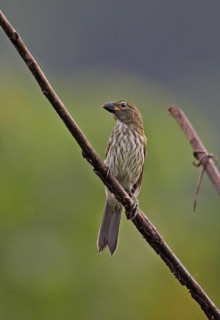 Striped saltator