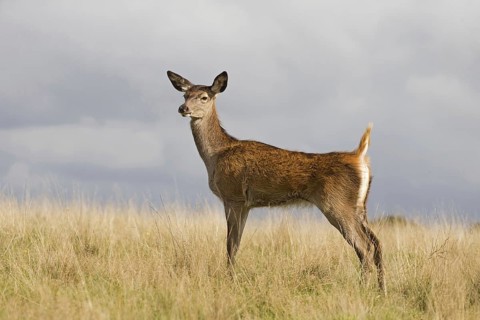 Red deer