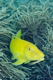 Golden goatfishes
