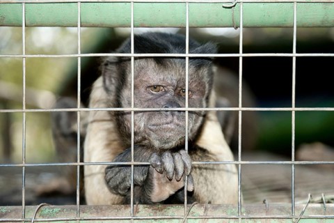 Capuchin