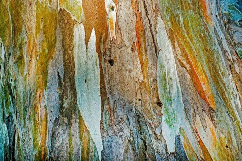 Eucalyptus bark