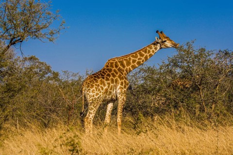 Giraffe