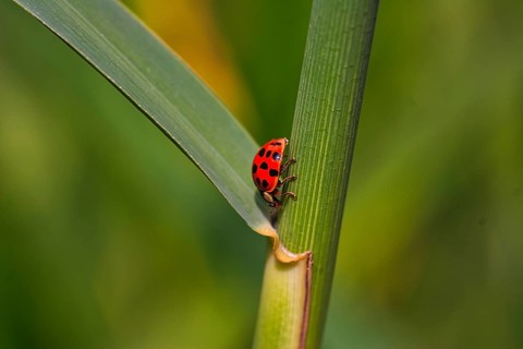 Asian lady beetle