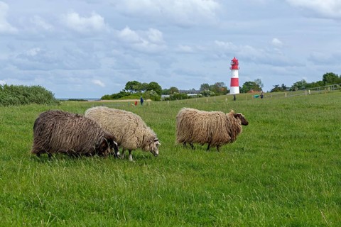 Norwegian sheep on the dike