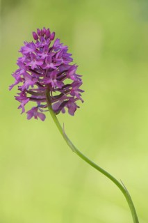 Dogwort