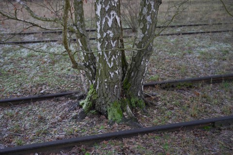 Birch