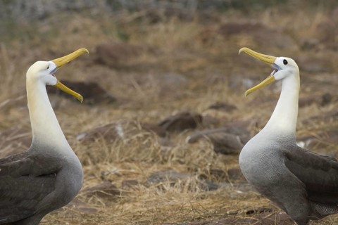 Scattering of wavy albatrosses on Espanola Island