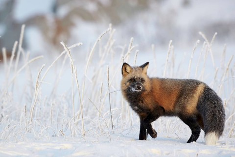 American red fox
