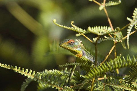 Beautiful Lizard