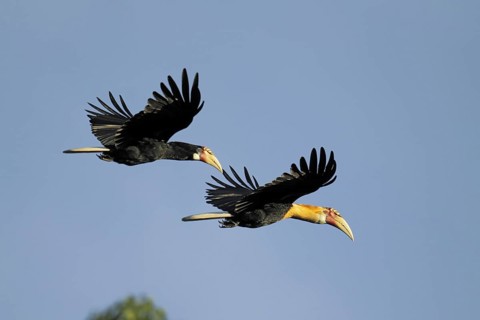 Blyth hornbill